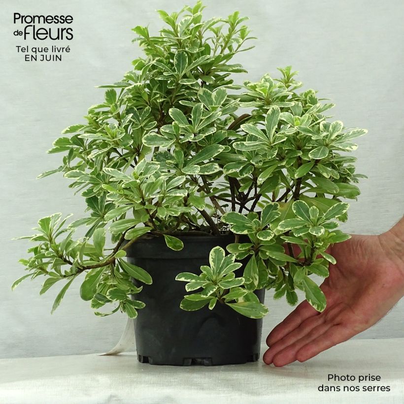 Pittosporum tobira var. nana Neige du mont Ventoux - Japanese Pittosporum 3L/4L pot sample as delivered in summer