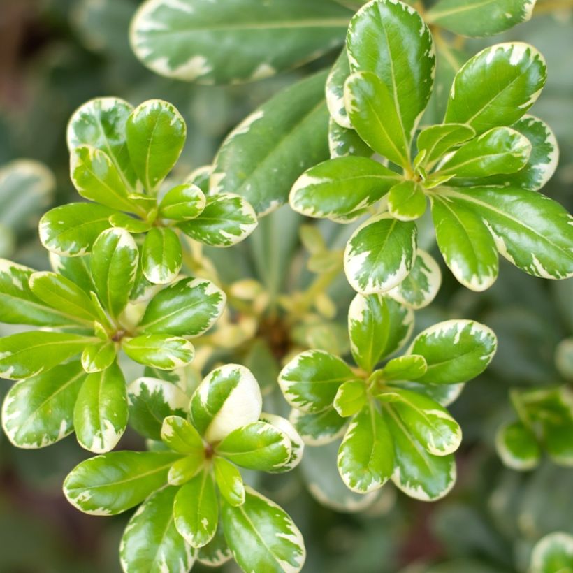 Pittosporum tobira var. nana Neige du mont Ventoux - Japanese Pittosporum (Foliage)