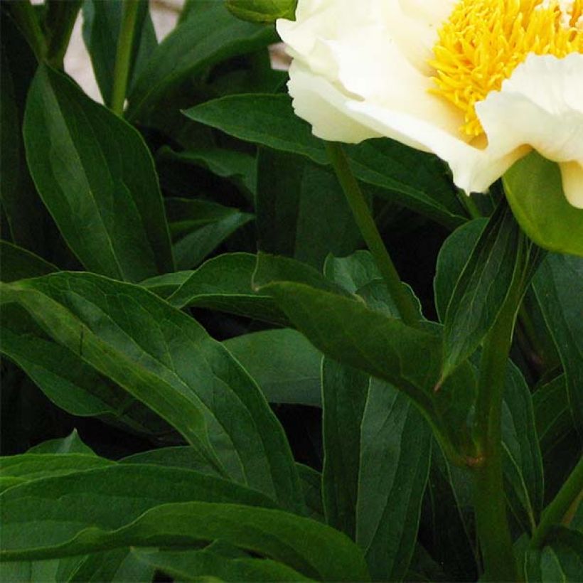 Paeonia lactiflora Claire de Lune (Foliage)