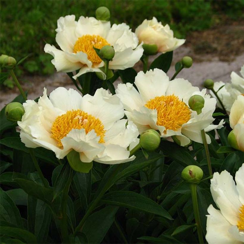 Paeonia lactiflora Claire de Lune (Flowering)