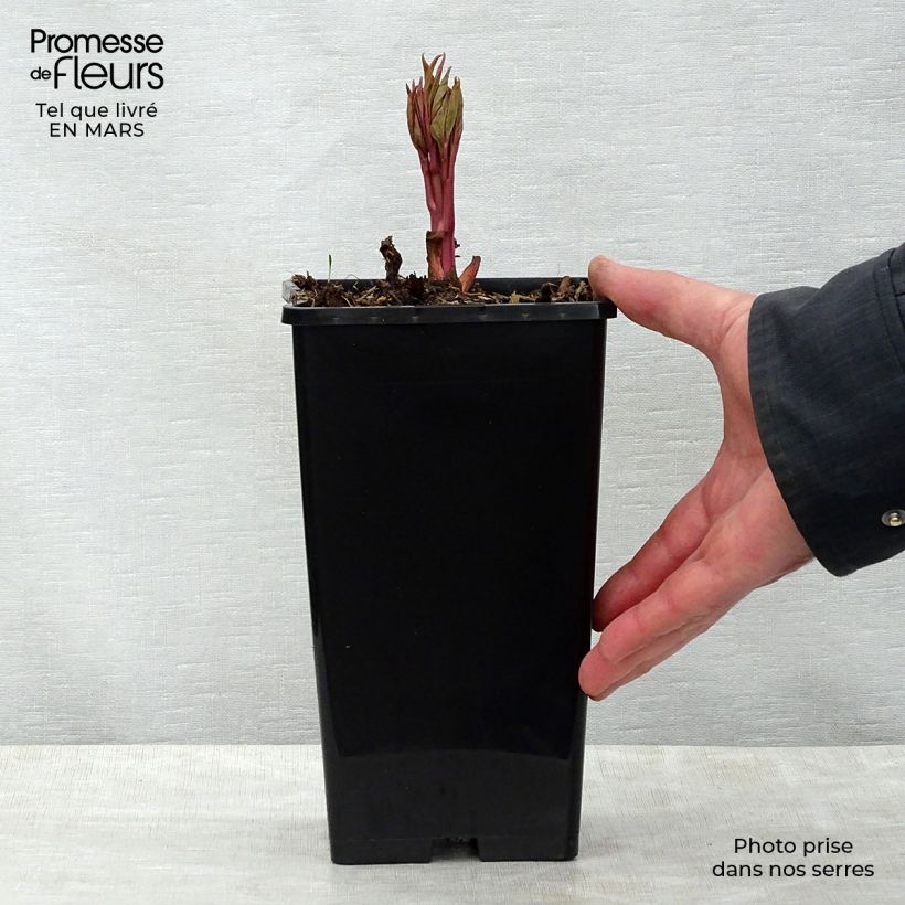 Paeonia lactiflora Claire de Lune Bare root 3-5 eyes sample as delivered in spring