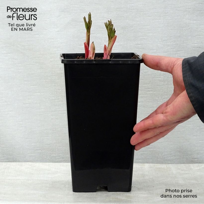 Paeonia lactiflora peregrina Flame Bare root 3-5 eyes sample as delivered in spring