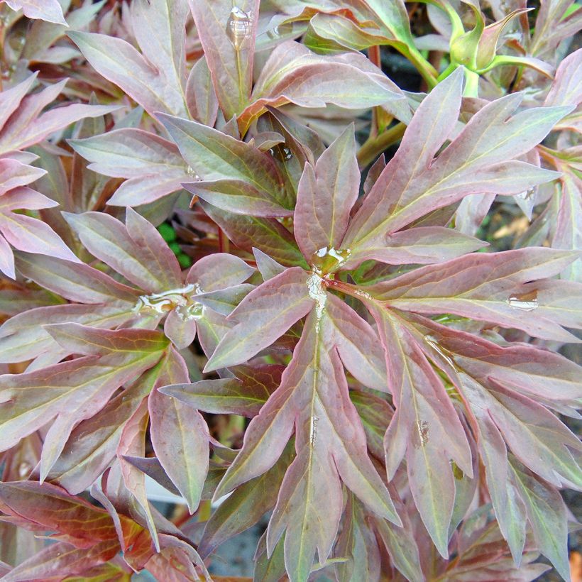 Paeonia Itoh Bartzella - Itoh Peony (Foliage)