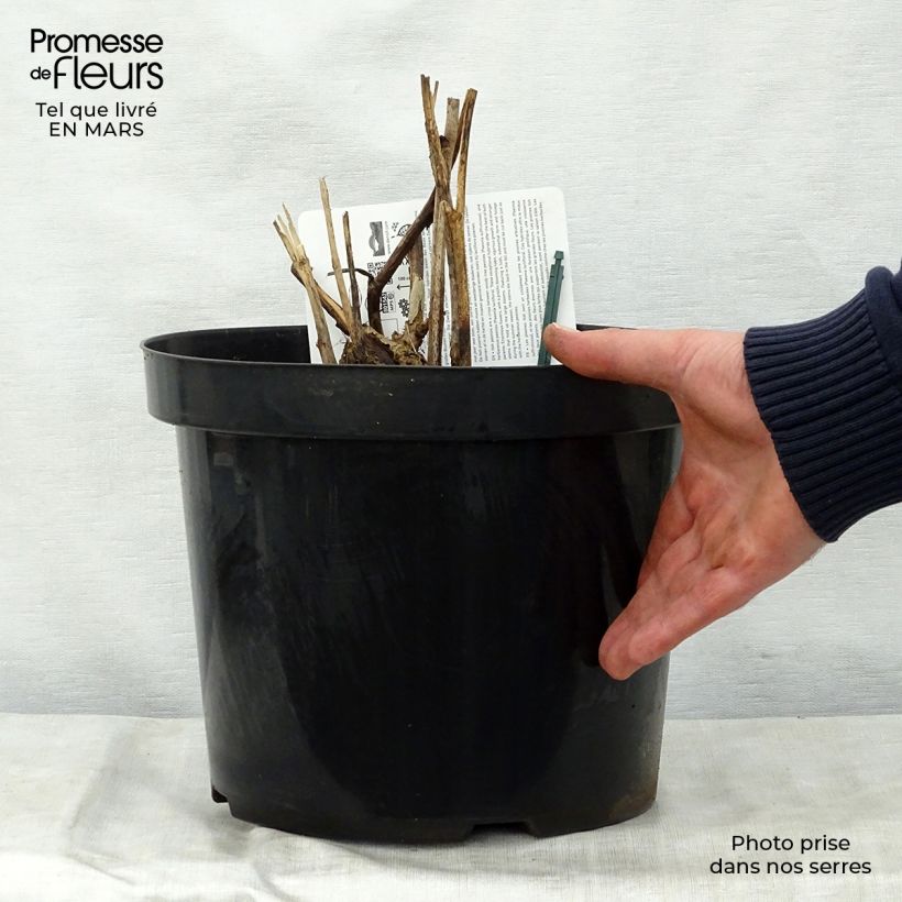 Paeonia Itoh Bartzella - Itoh Peony 7.5L/10L pot sample as delivered in spring