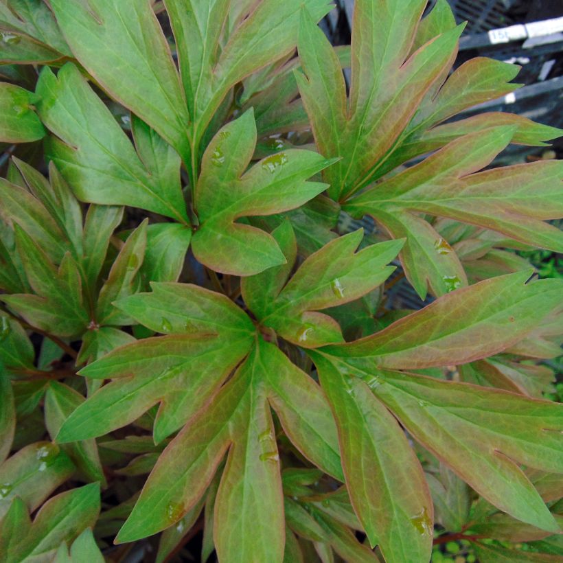 Paeonia x Itoh Callie's Memory (Foliage)