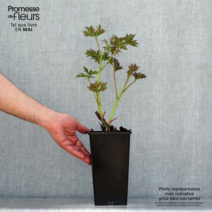 Paeonia x Itoh Callie's Memory Bare root 3-5 eyes sample as delivered in spring