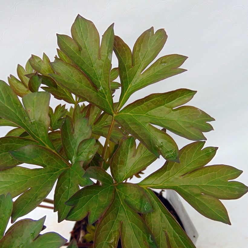 Paeonia Itoh Canary Brilliant - Itoh Peony (Foliage)