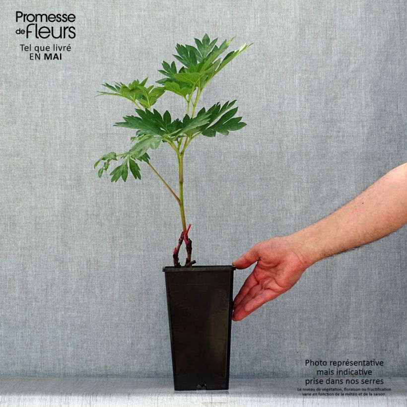 Paeonia Itoh Canary Brilliant - Itoh Peony Bare root 3-5 eyes sample as delivered in spring