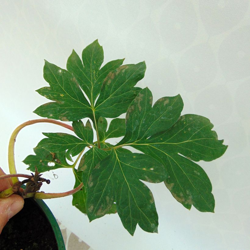 Paeonia Itoh Garden Treasure (Foliage)