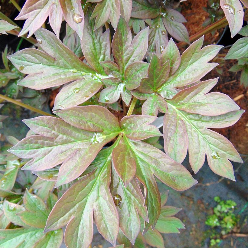 Paeonia Itoh Old Rose Dandy (Foliage)