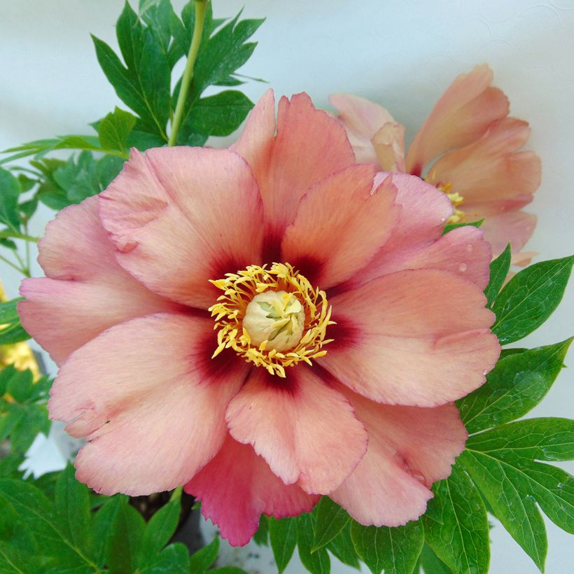 Paeonia Itoh Old Rose Dandy (Flowering)