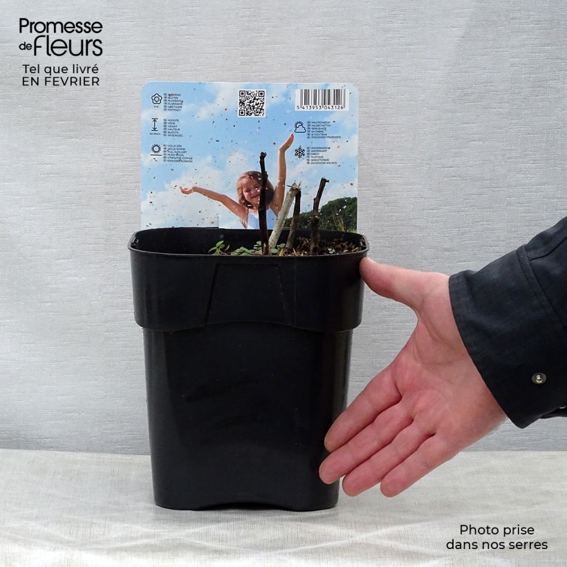 Paeonia Itoh Old Rose Dandy Bare root 3-5 eyes sample as delivered in winter