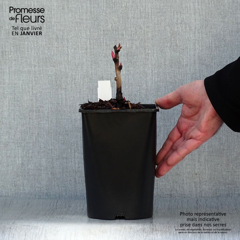 Paeonia lutea Hai Huang - Tree Peony 2L/3L pot sample as delivered in winter