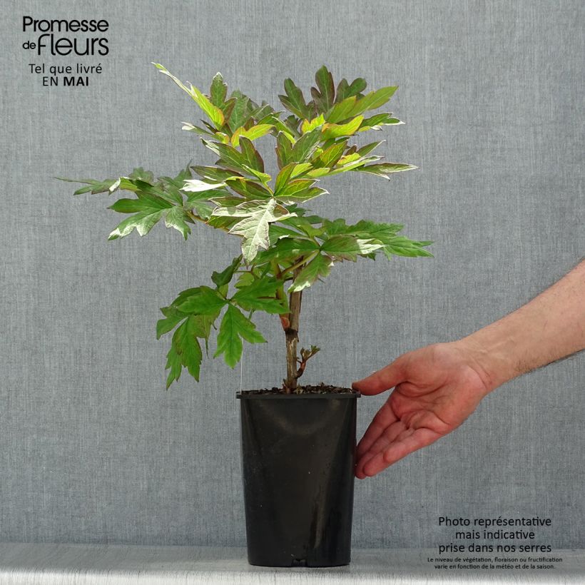 Paeonia lutea Hai Huang - Tree Peony 2L/3L pot sample as delivered in spring