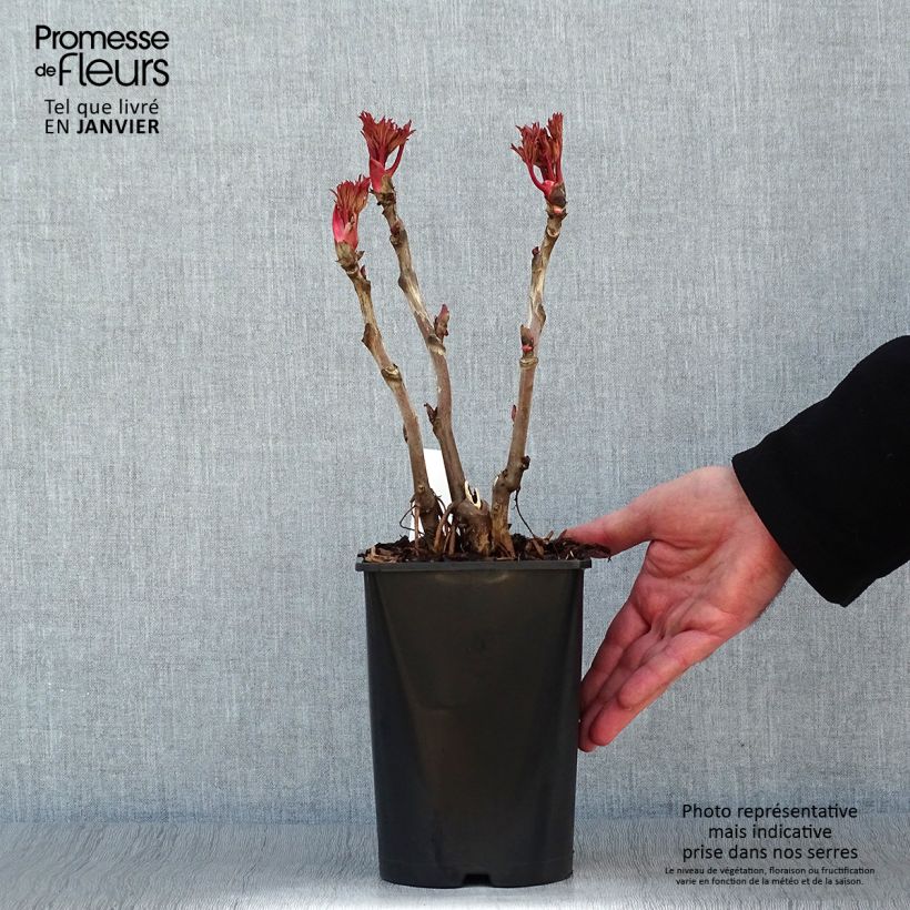 Paeonia suffruticosa Lu He Hong - Tree Peony 2L/3L pot sample as delivered in winter