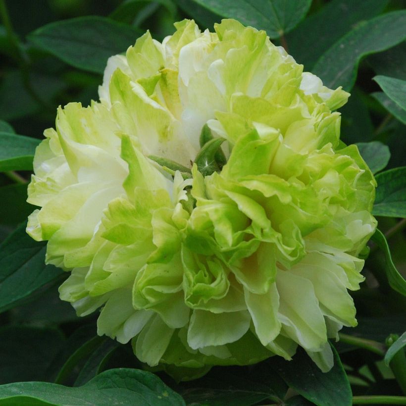 Paeonia suffruticosa Lu Mu Ying Yu - Tree Peony (Flowering)