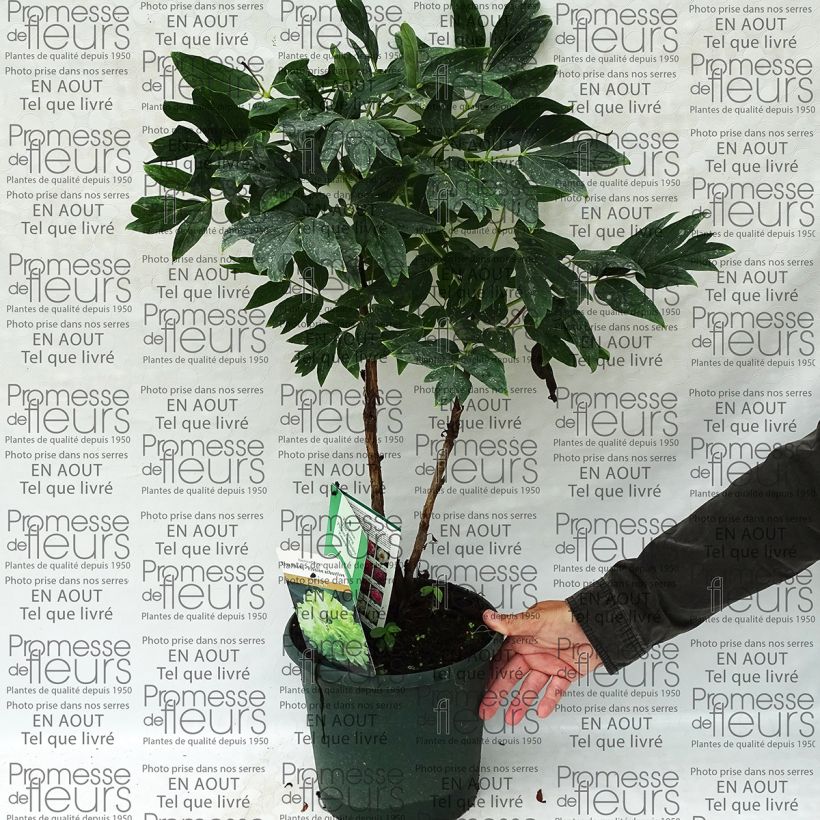Example of Paeonia suffruticosa Lu Mu Ying Yu - Tree Peony 6L/7L pot specimen as delivered