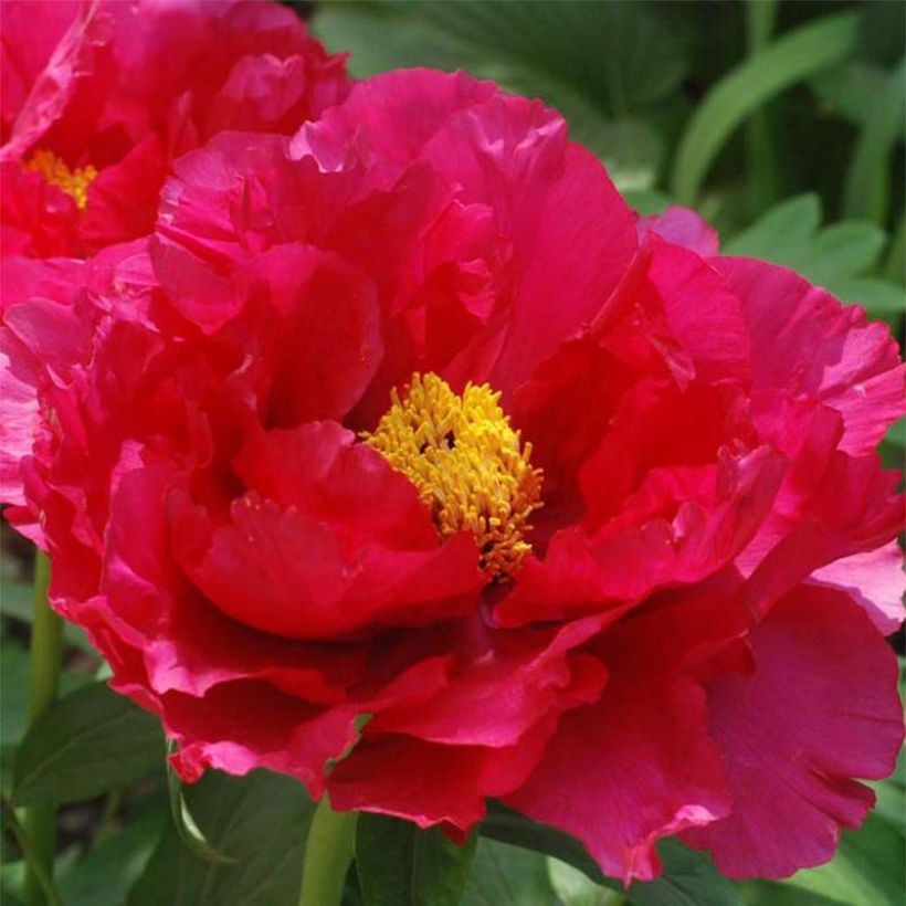 Paeonia suffruticosa Ri Yue Jin - Tree Peony (Flowering)