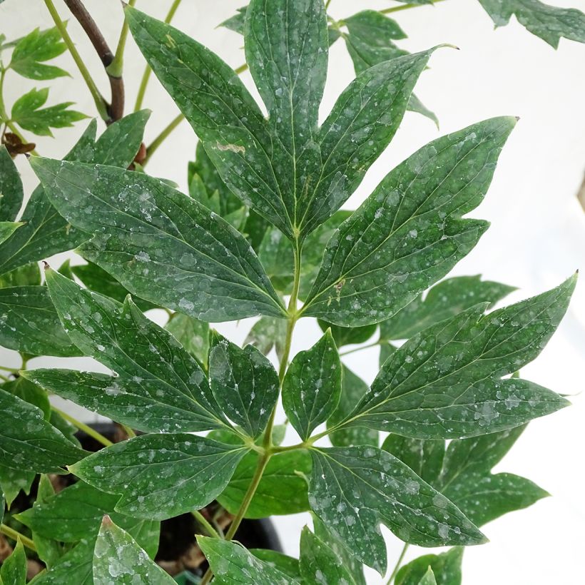 Paeonia suffruticosa Ri Yue Jin - Tree Peony (Foliage)