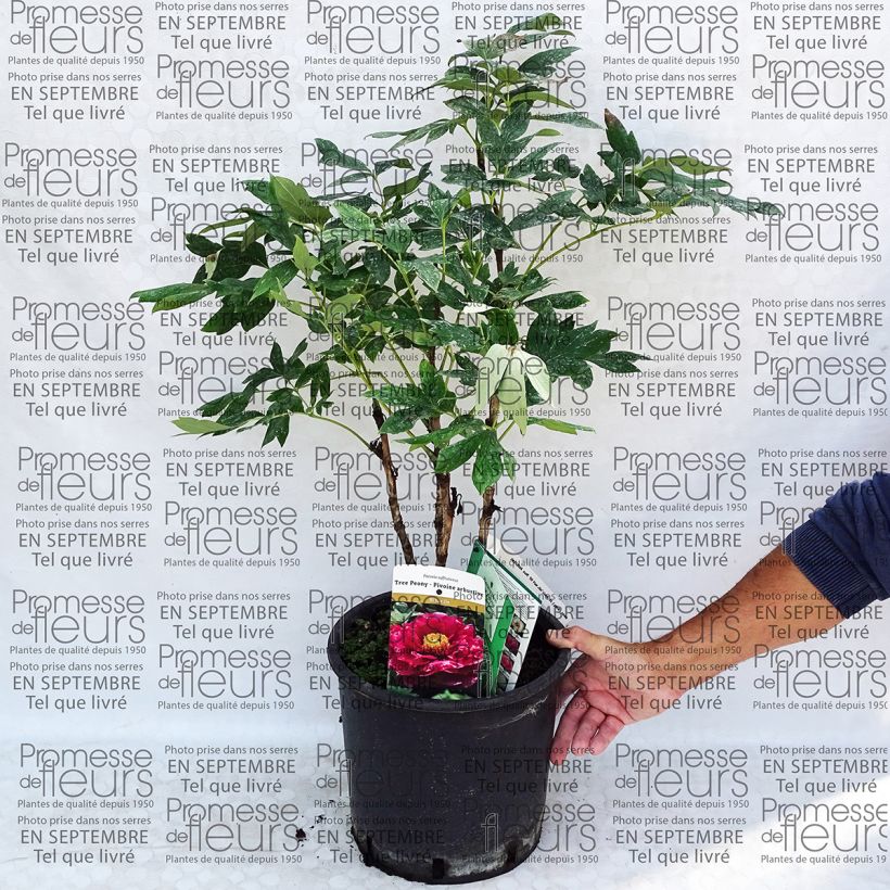 Example of Paeonia suffruticosa Ri Yue Jin - Tree Peony 7.5L/10L pot specimen as delivered