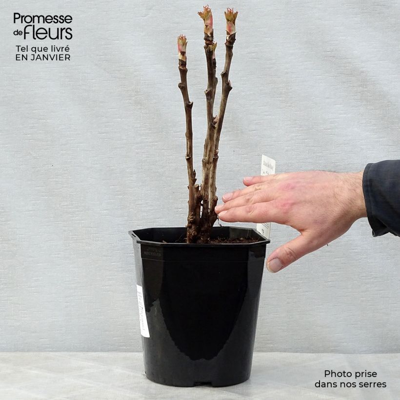 Paeonia suffruticosa Ri Yue Jin - Tree Peony 4L/5L pot sample as delivered in winter