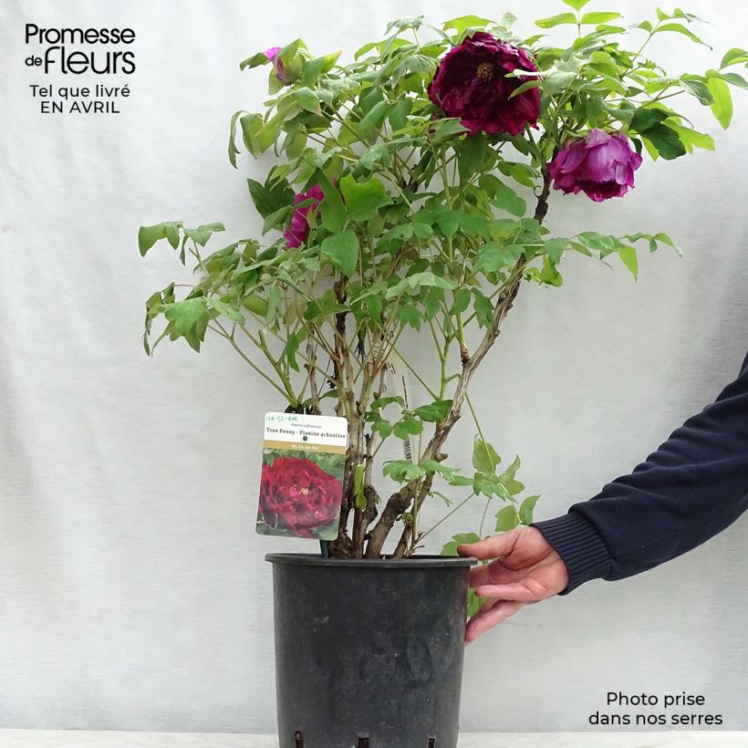 Paeonia suffruticosa Wu Jin Yao Hui - Tree Peony sample as delivered in spring