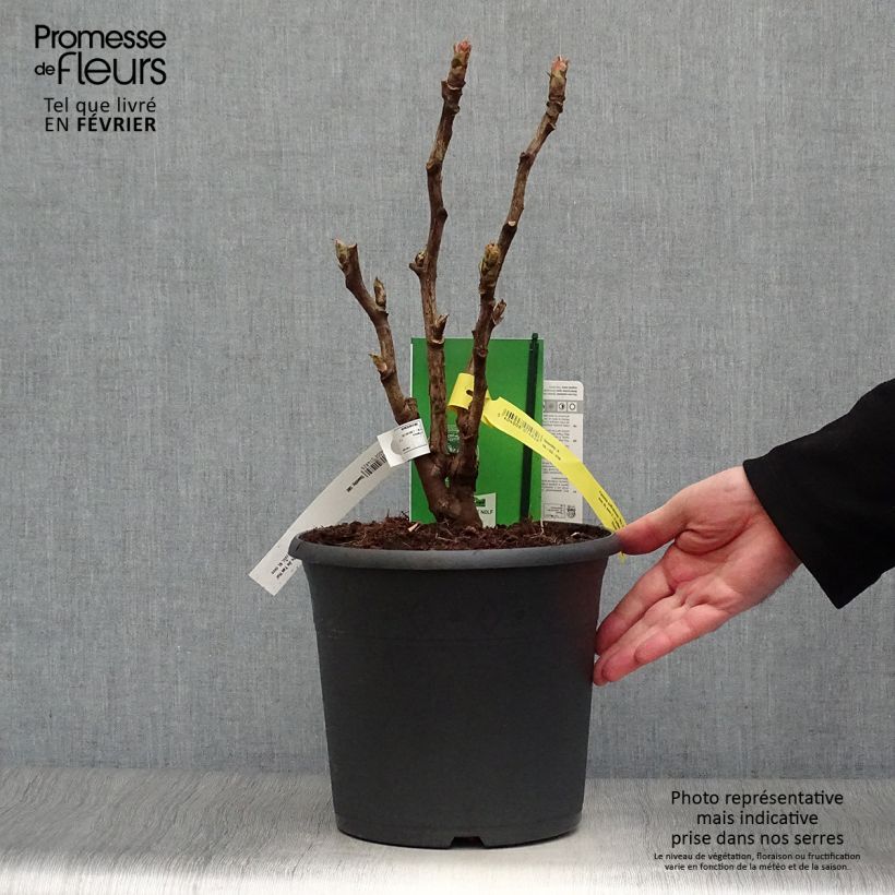 Paeonia suffruticosa Wu Jin Yao Hui - Tree Peony 6L/7L pot sample as delivered in winter