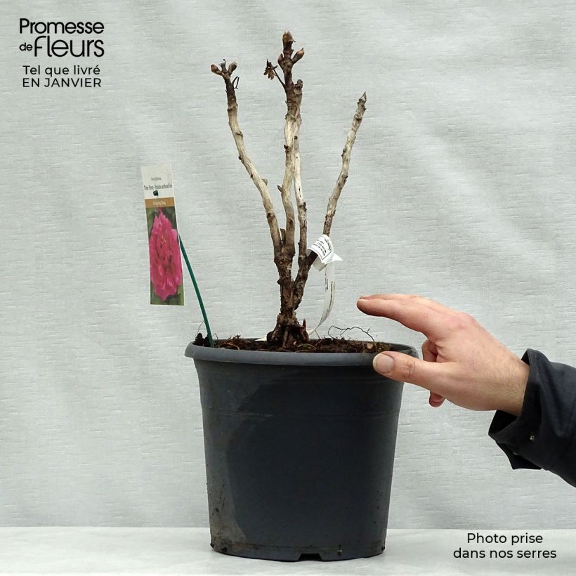 Paeonia suffruticosa Wu Long Peng Sheng - Tree Peony 6L/7L pot sample as delivered in winter