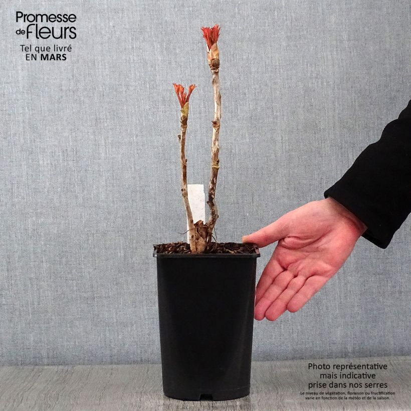 Paeonia suffruticosa Xue Ta 2L/3L pot sample as delivered in winter