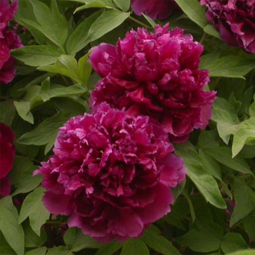 Paeonia suffruticosa Bai Yuan Hong Xia - Tree Peony (Flowering)