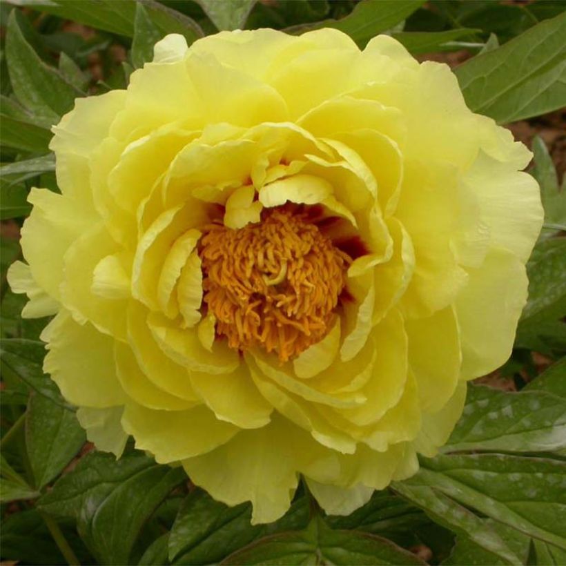 Paeonia lutea Hai Huang - Tree Peony (Flowering)