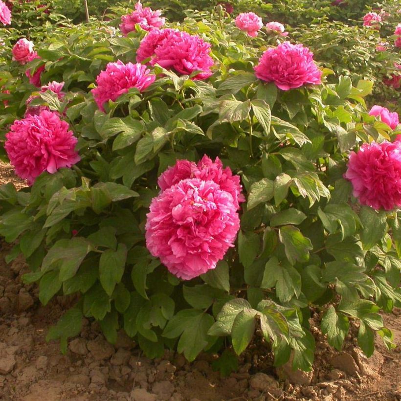 Paeonia suffruticosa Juan Ye Hong - Tree Peony (Plant habit)