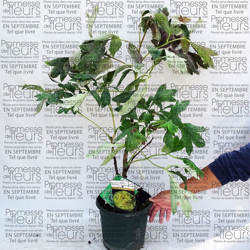 Example of Paeonia lutea Alice Harding - Tree Peony 6L/7L pot specimen as delivered