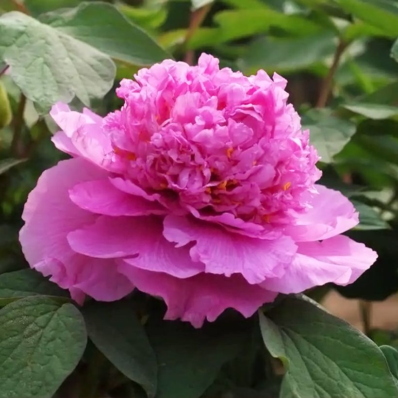 Paeonia suffruticosa Cai Hui - Tree Peony (Flowering)