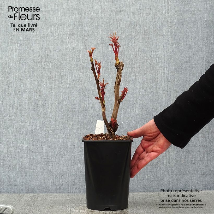 Paeonia suffruticosa Cai Hui - Tree Peony 2L/3L pot sample as delivered in winter