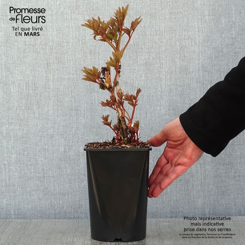 Paeonia suffruticosa Fen He Piao Jiang - Tree Peony 2L/3L pot sample as delivered in winter