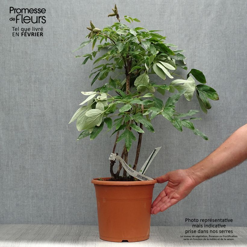 Paeonia ostii Feng Dan Bai - Tree Peony 7.5L/10L pot sample as delivered in autumn