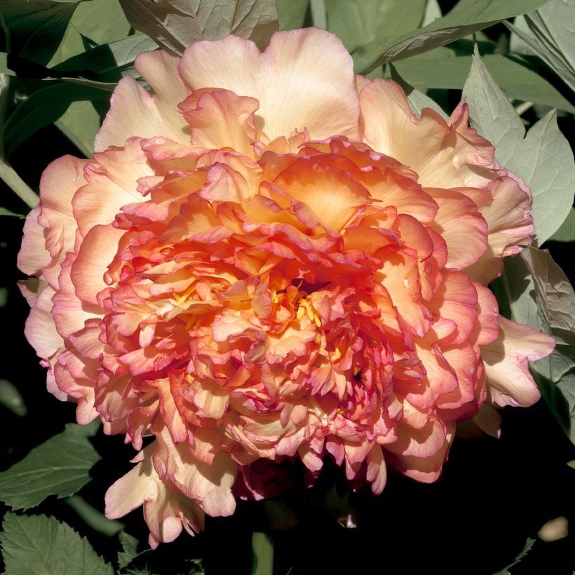 Paeonia suffruticosa Jin Ge (Flowering)