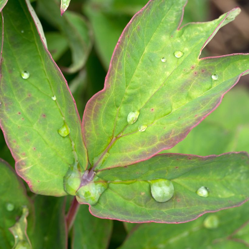 Paeonia suffruticosa Lan Bao Shi (Foliage)