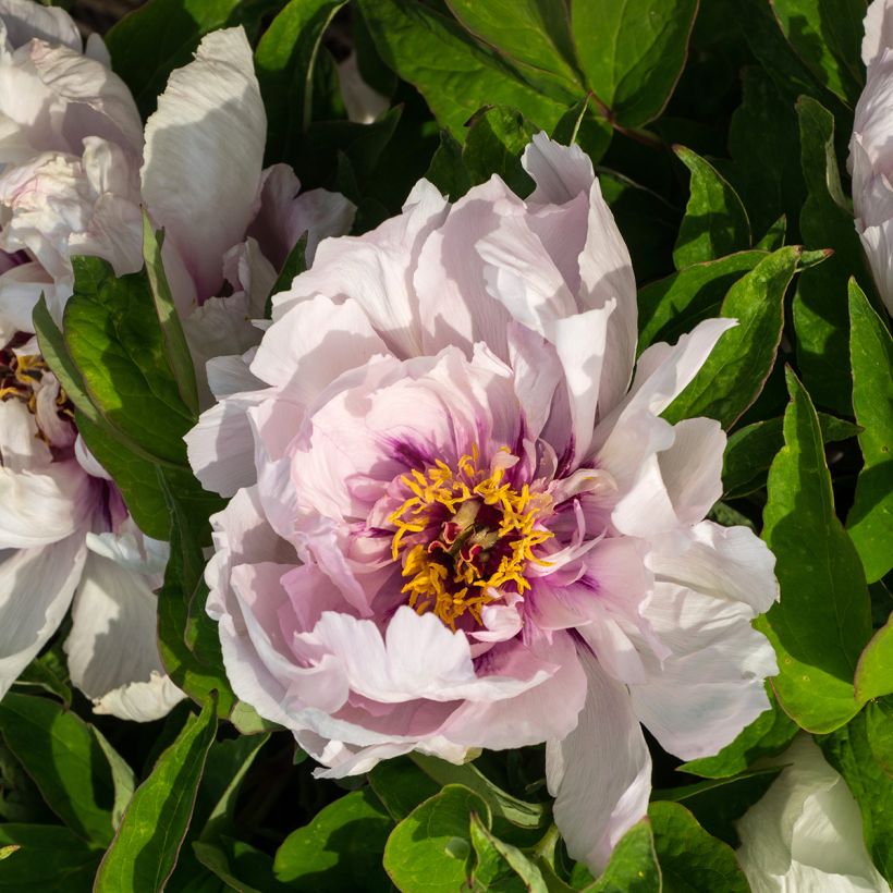 Paeonia suffruticosa Lan Bao Shi (Flowering)