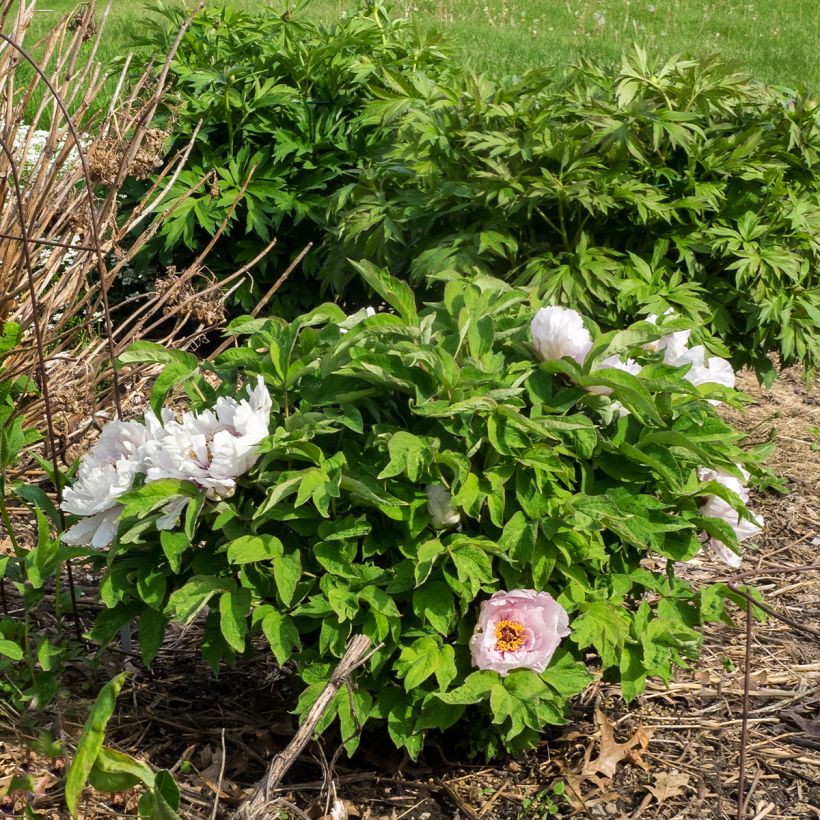 Paeonia suffruticosa Lan Bao Shi (Plant habit)