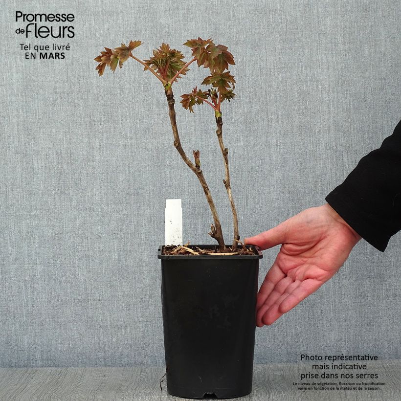 Paeonia suffruticosa Luo Yang Hong 2L/3L pot sample as delivered in winter