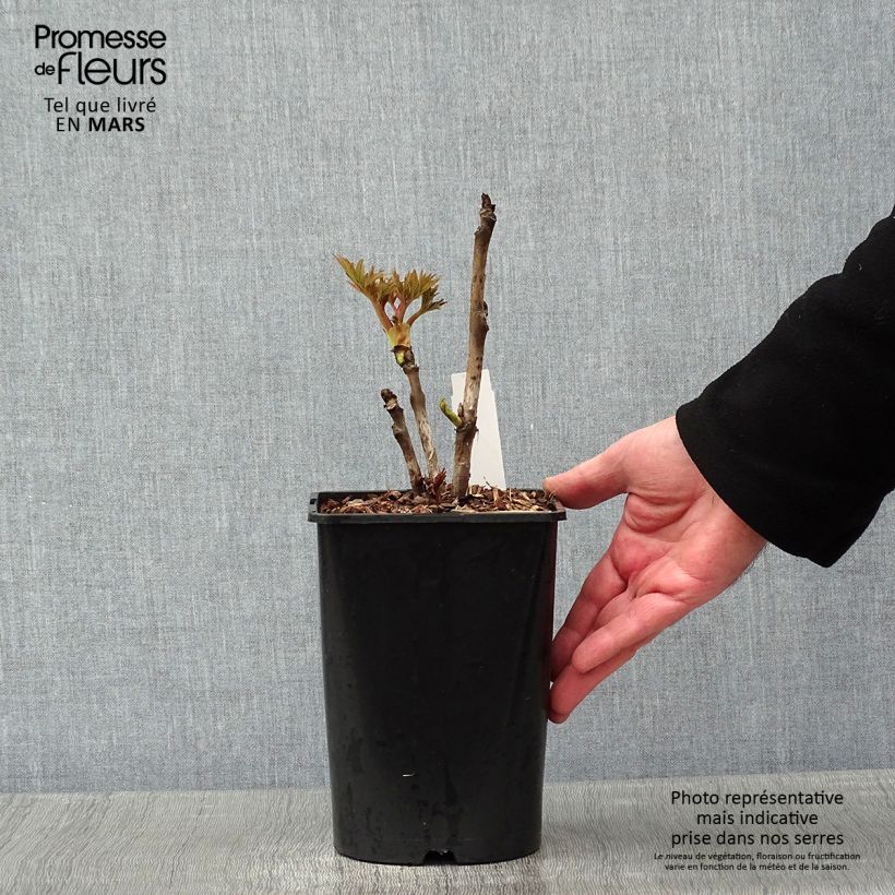 Paeonia suffruticosa Rou Fu Rong 2L/3L pot sample as delivered in winter