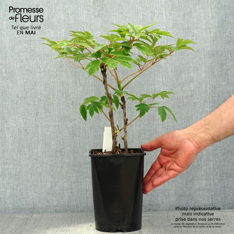 Paeonia suffruticosa Rou Fu Rong 2L/3L pot sample as delivered in spring
