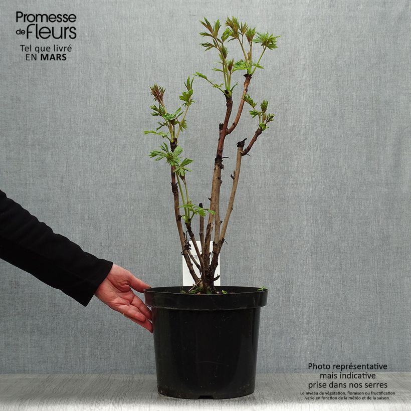 Paeonia delavayi var. lutea - Tree Peony 7.5L/10L pot sample as delivered in spring