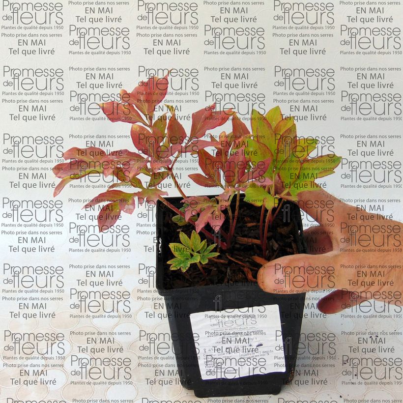 Example of Paeonia officinalis Mollis Bare root 3-5 eyes specimen as delivered
