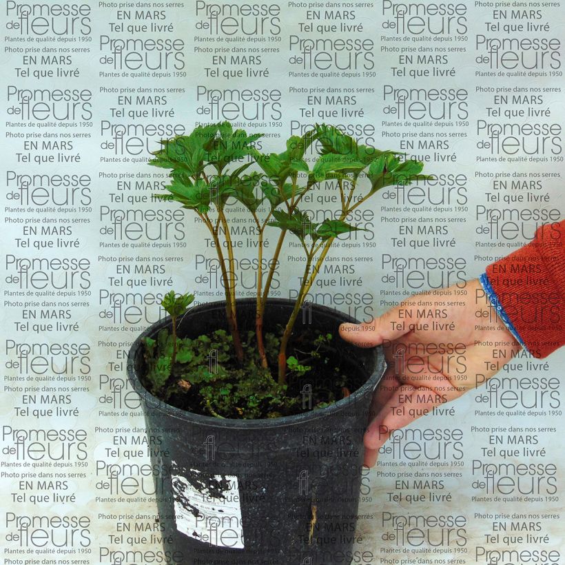 Example of Paeonia peregrina  specimen as delivered