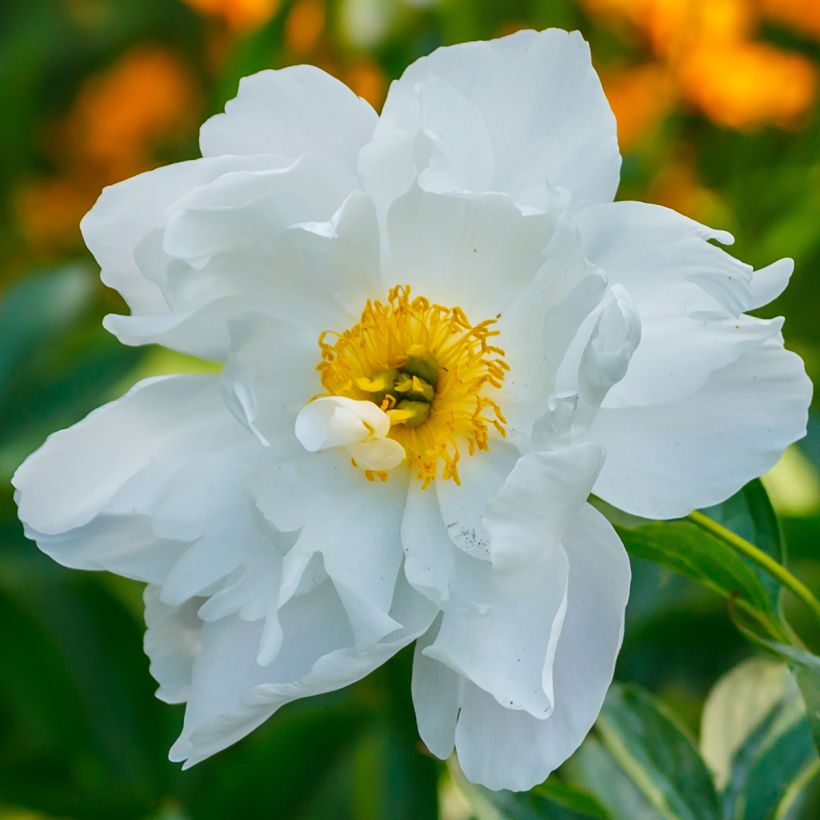 Paeonia emodi Late Windflower (Flowering)