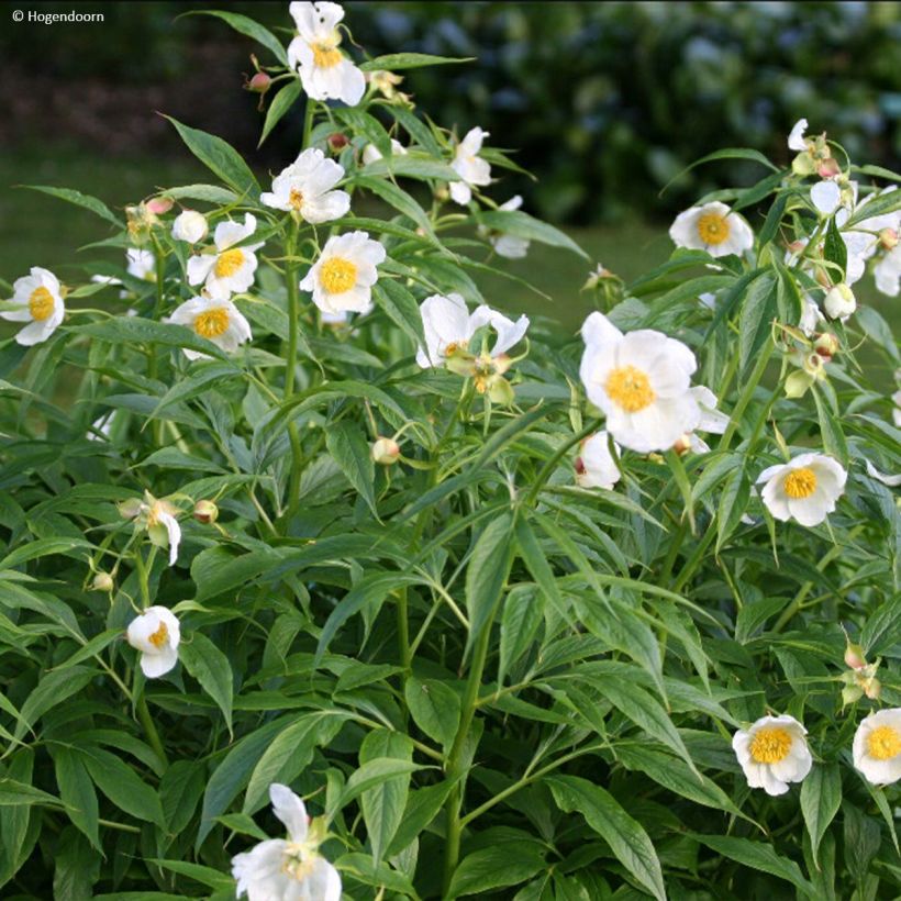 Paeonia emodi Late Windflower (Plant habit)