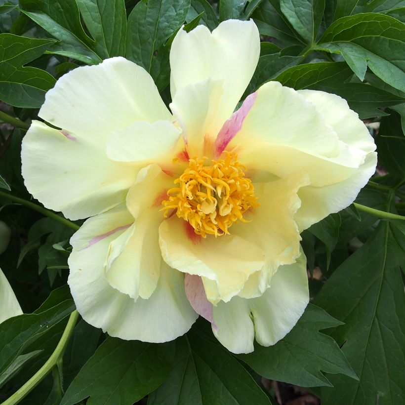 Paeonia Itoh Viking Full Moon (Flowering)